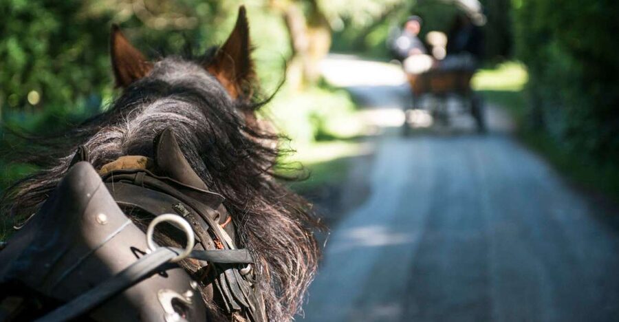Killarney: 1-Hour Jaunting Car Horse and Carriage Tour - The Jarvey guide can shape the whole hour