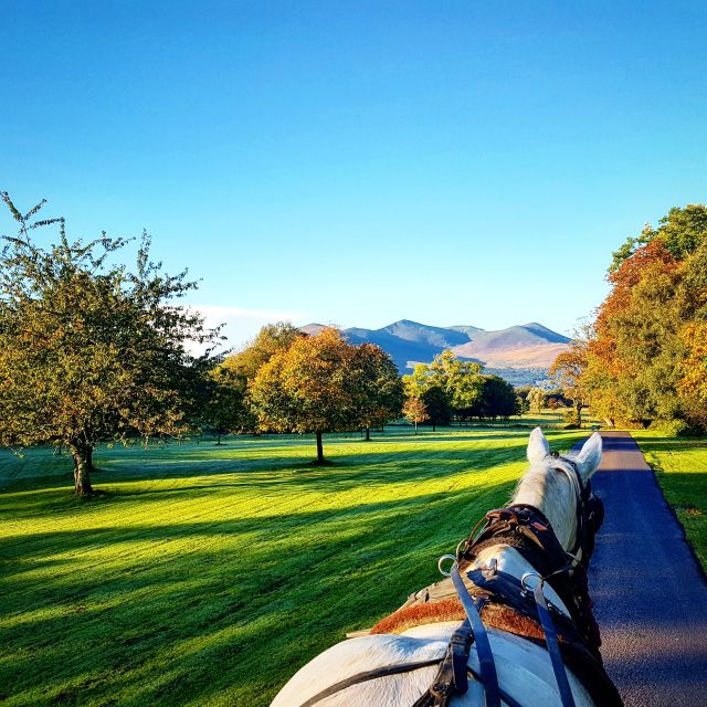 Killarney: 1-Hour Jaunting Car Horse and Carriage Tour - Starting beside Killarney Train Station