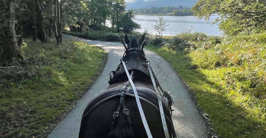 Killarney Carriage Tours National Park and Lakes - Red deer parks along the route