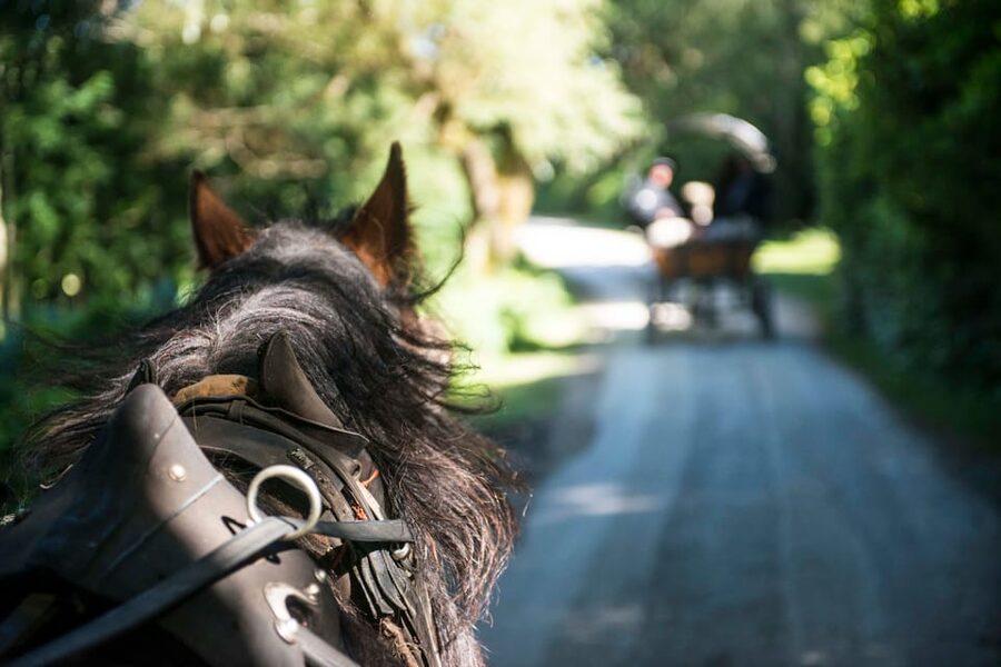 Killarney: Jaunting Car Tour with Afternoon Tea - From Killarney’s streets to the national park