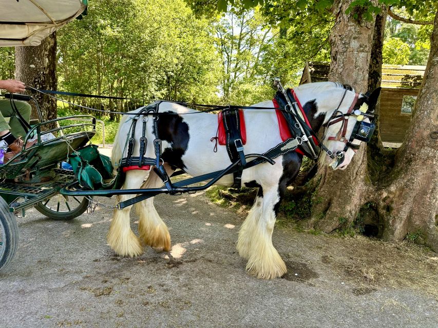 Killarney: Killarney National Park Private Tour - Key points at a glance
