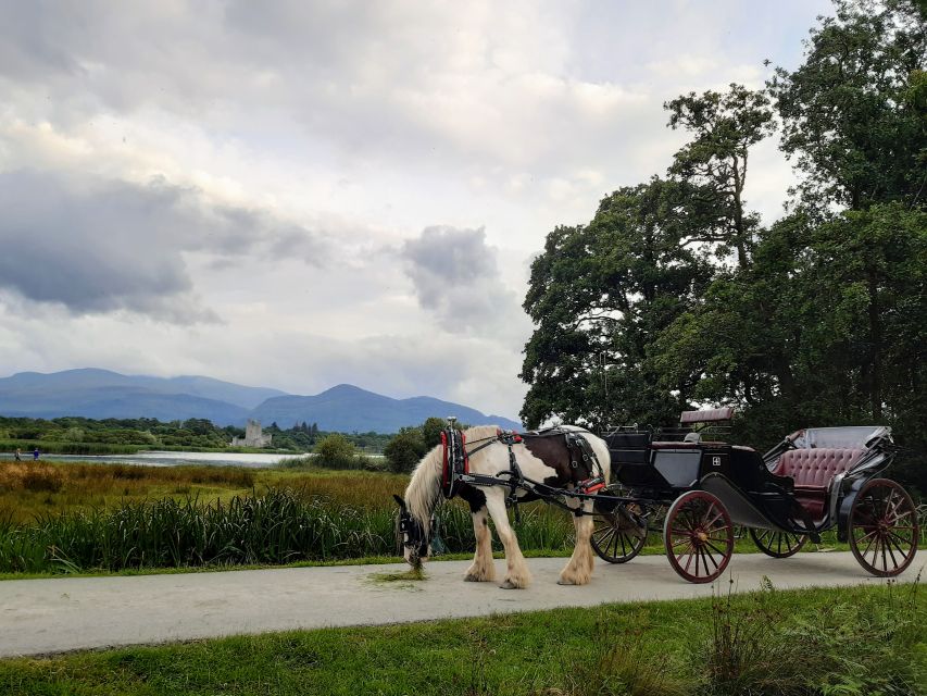 Killarney: Killarney National Park Private Tour - The carriage, the horse, and the feel of the ride
