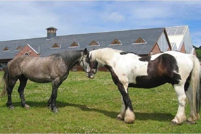 Killarney National Park Horseback Ride. Co Kerry. Guided. 1 hour. - Five things to know before you book