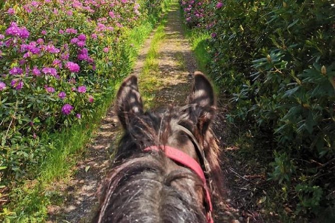 Killarney National Park Horseback Ride. Co Kerry. Guided. 1 hour. - The red deer encounter