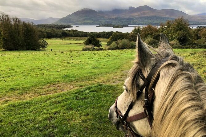 Killarney National Park Horseback Ride. Co Kerry. Guided. 1 hour. - Arriving at Ballydowny and meeting your horse
