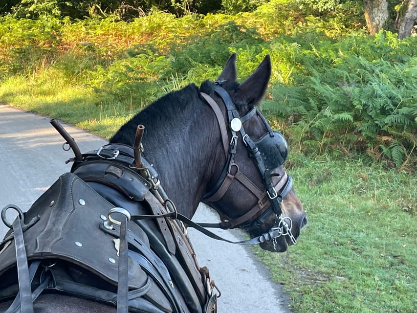 Killarney National Park Jaunting Car Tour - Starting at Beech Road and St Mary’s Cathedral