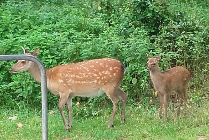 Killarney National Park Tour - Key points at a glance
