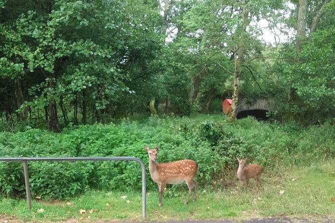 Killarney National Park Tour - Starting at Deenagh Lodge beside Killarney town