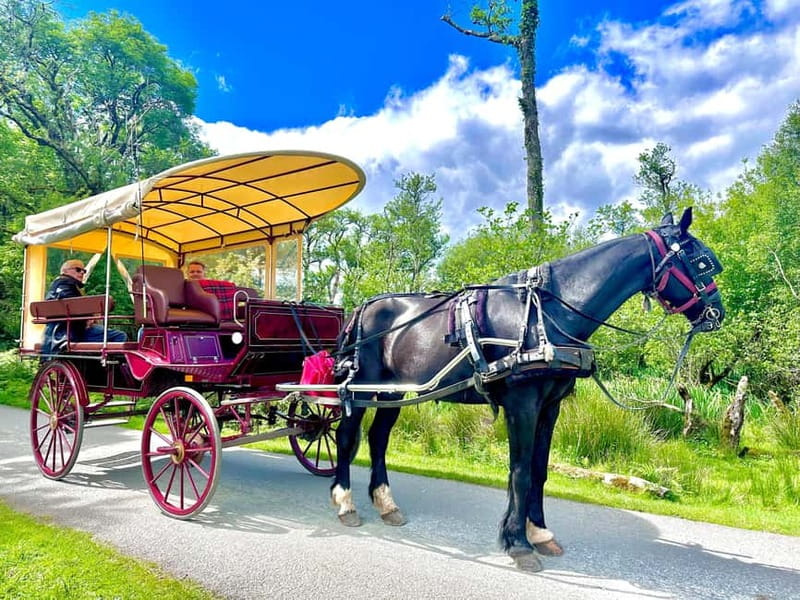 Killarney National Park Tour - Who should book this Killarney ride?