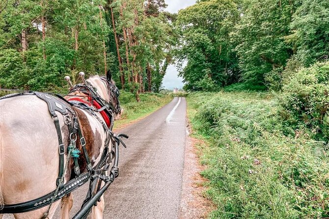 Killarney National Park Tour - What the one-hour carriage ride feels like