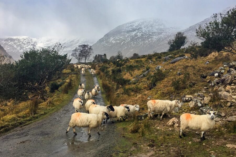 Killarney: The Ring of the Reeks - Backroads Rural Tour - Who will get the most from the $301 price