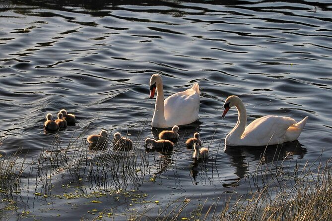 Lough Corrib History and Scenic Lake Cruise from Lisloughrey Pier Tour - Is $35.21 good value for one hour?
