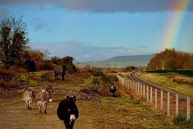 Luxury Photography Day Tour on Ring of Kerry and Skellig Ring - Fully Guided and Chauffeured - What Bertie adds to the day