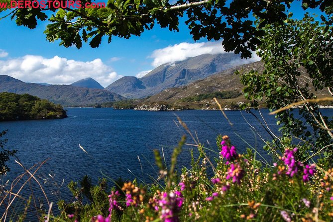NO 1 Ring of Kerry Tour inc Killarney Lakes & National Park - Kells sheepdogs bring the countryside to life