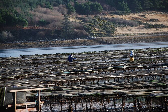 Oyster Farm and Tasting Experience - Arriving at Dawros Beg near Clifden