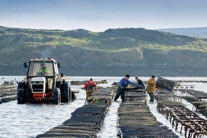 Oyster Farm and Tasting Experience - Meeting Sinead or David