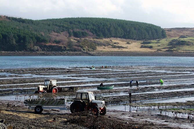 Oyster Farm and Tasting Experience - Learning to shuck your own oyster