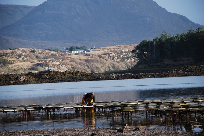 Oyster Farm and Tasting Experience - Pairing the farm with Kylemore Abbey