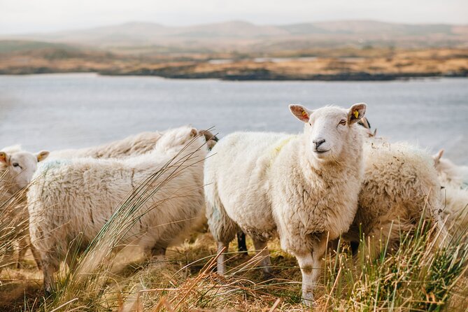 Private Connemara Day Tour - Meeting Connemara’s working sheepdogs