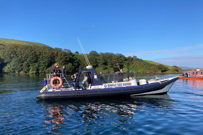 Private family sea safari - The run along Dingle Peninsula