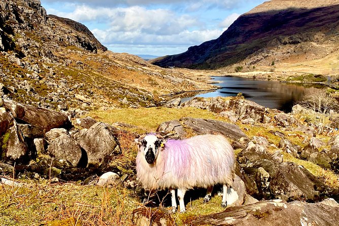 Private Full Day Tour From Killarney - Ring of Kerry/Skellig - The Skellig coast and the Dingle option