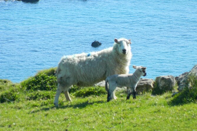 Private Full-Day Tour to Dingle and Slea Head - Blennerville Windmill is a quick final photograph