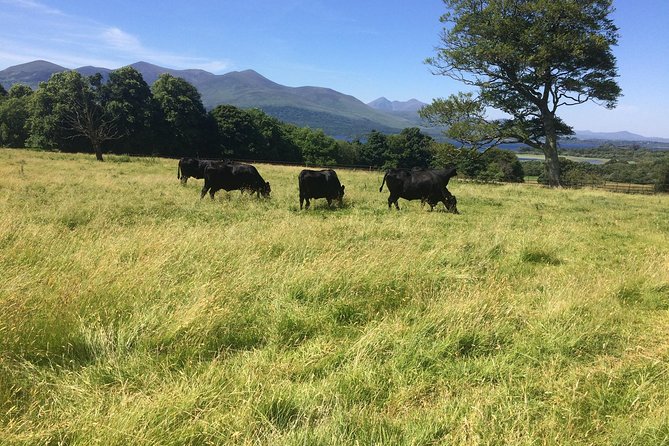 Private Killarney National Park Tour with an accredited chauffeur/guide - Killarney House Gardens close the route gently