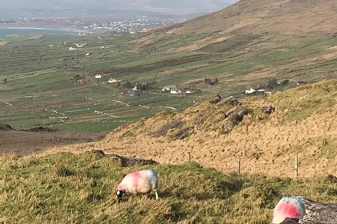 Private Ring of Kerry luxury tour with accredited guide - What the $784.42 group price really buys