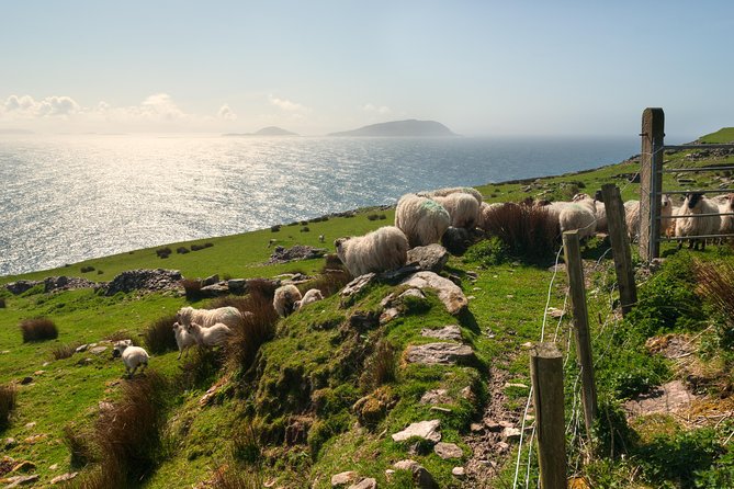 Private Tour: Dingle Peninsula from Kerry. Waterville, Tralee etc - Gallarus Oratory and dry-stone engineering
