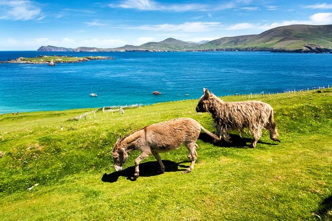 Private tour of Dingle and Slea Head with accredited guide - Two hours in Dingle town