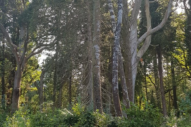 Private Tour: Ring of Beara from Kenmare. - Molly Gallivan’s Cottage and a glimpse of old rural Ireland