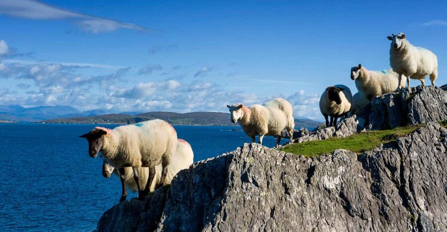 Private Wild Atlantic Day Tour from Cork - Mizen Head and Ireland’s southern edge
