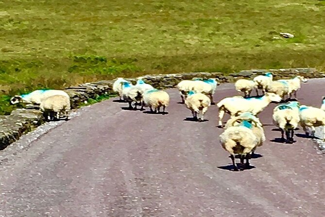 Ring of Kerry private Tour from Killarney, Car or minibus - Killorglin and the first stretch of the Ring
