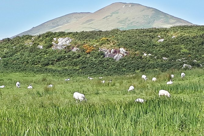 Ring of Kerry & Skellig Ring - Private Mini Bus Tour - Cahergall Fort and the feel of ancient stone
