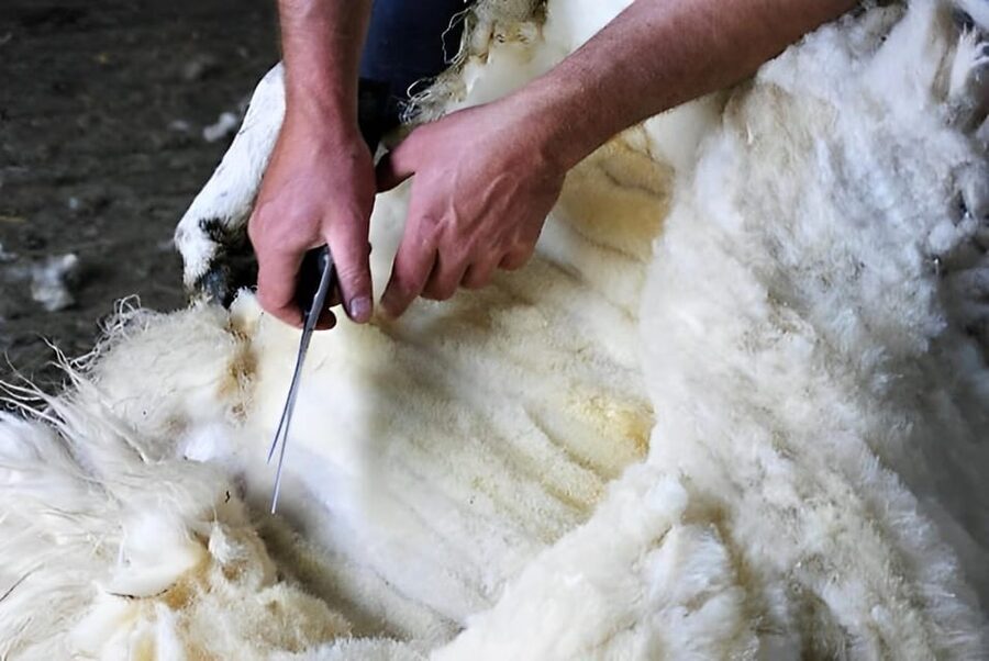 Sheepdog herding demo on working sheep farm. Galway. Guided. - Key points to know before you go