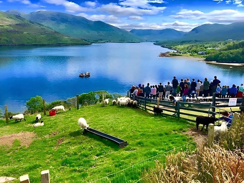 Sheepdog herding demo on working sheep farm. Galway. Guided. - Feeding lambs, when the season allows