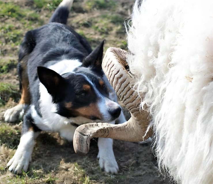 Sheepdog herding demo on working sheep farm. Galway. Guided. - Sheep shearing is a seasonal bonus