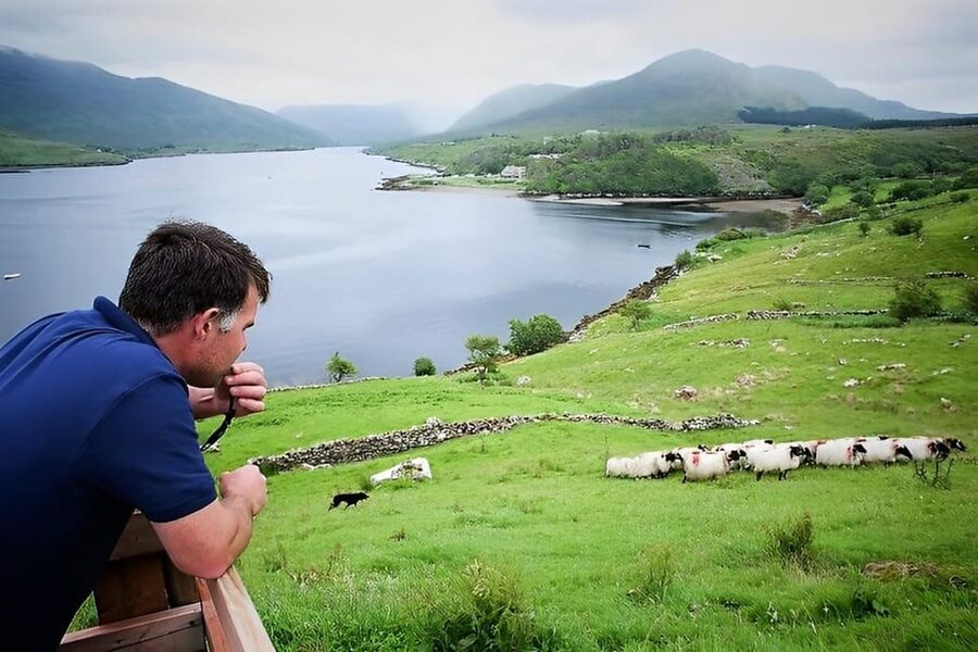 Sheepdog herding demo on working sheep farm. Galway. Guided. - What the $27 price really covers