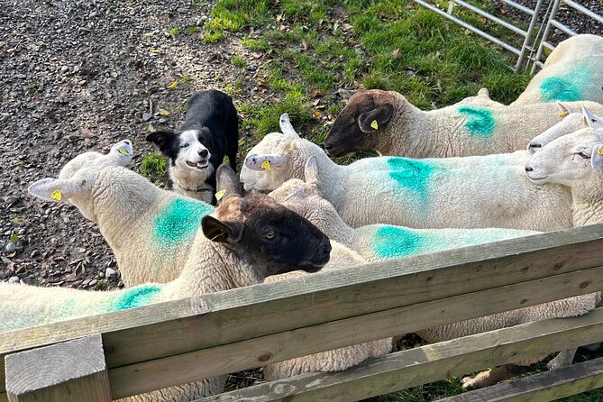 Sheepdogs in the countryside, authentic Dubliners city tour combo - Phoenix Park in 30 minutes