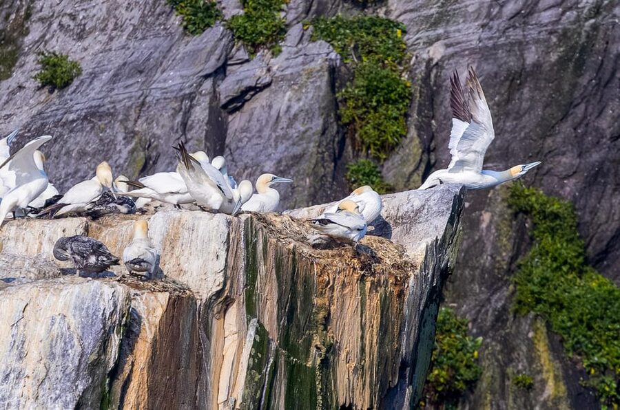 Skellig Michael: Skellig Sightseeing Cruise with AquaTerra - Should you book AquaTerra?