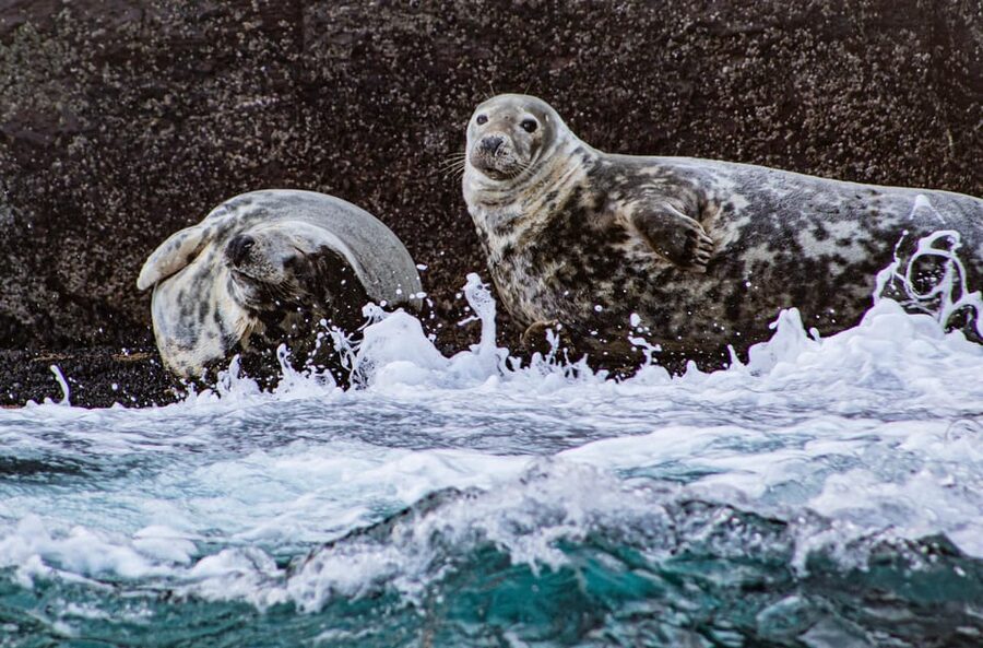 Skellig Michael: Skellig Sightseeing Cruise with AquaTerra - The boat setup makes a difference