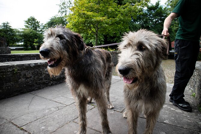 Skip the Line: Bunratty Castle and Folk Park Admission Ticket - Timing, opening hours, and the skip-the-line question