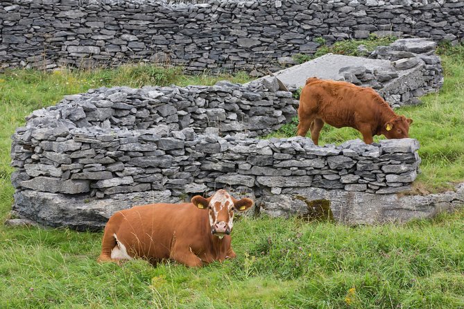 Small Group - Cliffs Cruise, Aran Islands AND Connemara in One Day from Galway - The Plassey shipwreck and island lunch