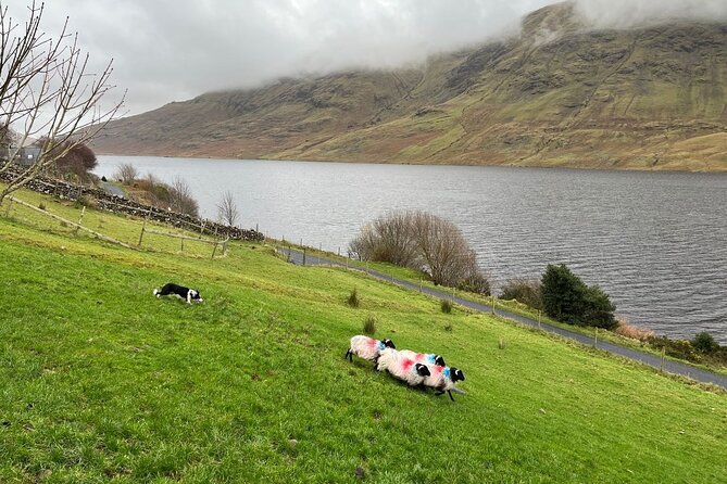 Small Group Kylemore Abbey, Sheepdog Demo & Connemara Tour - Is $126.98 a fair price?
