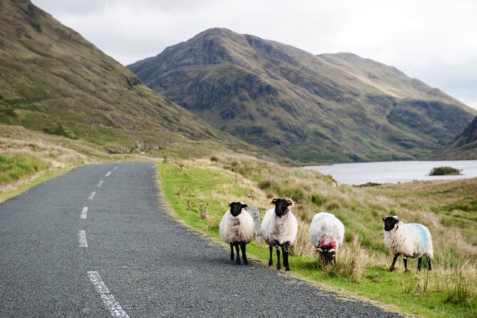Small Group Kylemore Abbey, Sheepdog Demo & Connemara Tour - Who should book this tour?