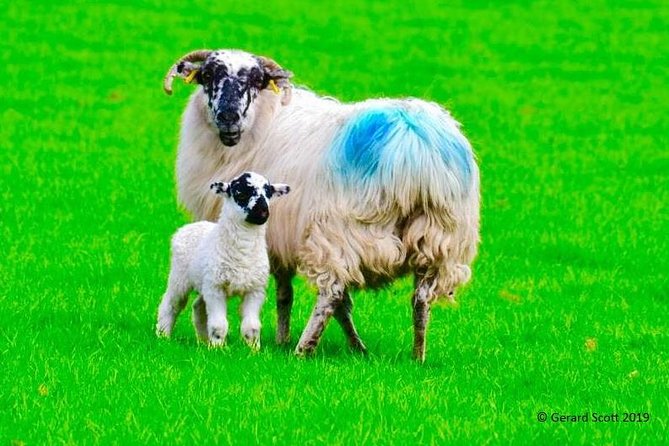 The Best Two Day Tours in Ireland: The Ring of Kerry and Dingle Slea Head Tours - Day two: Dingle and the Slea Head road
