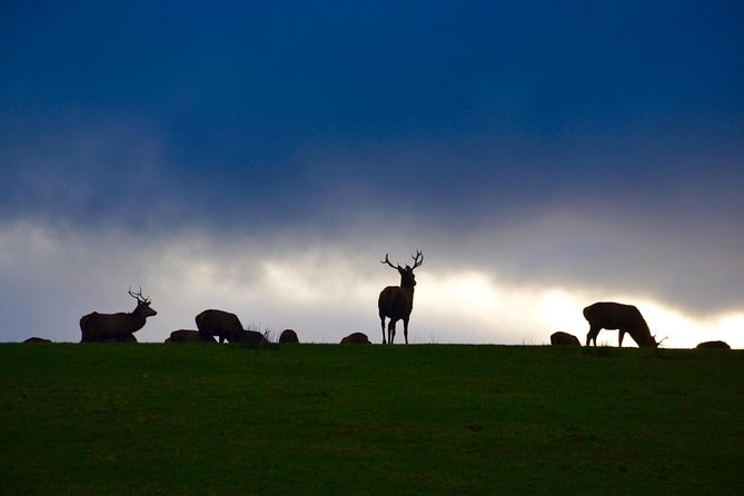 The Best Two Day Tours in Ireland: The Ring of Kerry and Dingle Slea Head Tours - The guides: local stories and flexible pacing