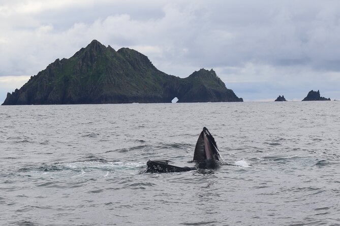 The Great Blasket Island Experience - Premium Tour - Leaving Dingle Marina Around 11 a.m.