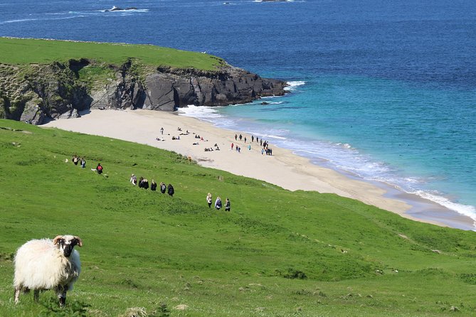 The Great Blasket Island Experience - Premium Tour - Searching Dingle Bay for Dolphins and Whales