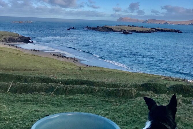 The Great Blasket Island Experience - Premium Tour - Seal Watching, Puffins, and the Island’s Small Details